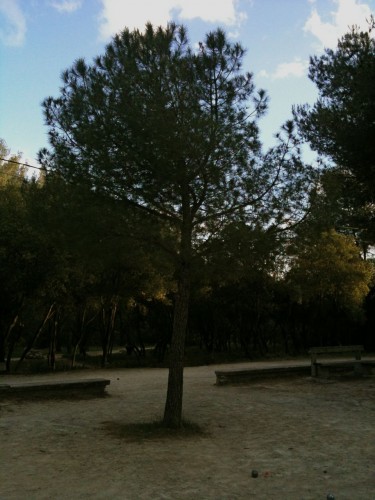 Bois de Montmaur, Montpellier (15 mai 2012)